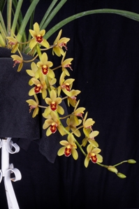 Cymbidium Lloyd's Ori Gem HCC/AOS 78 pts. Inflorescence